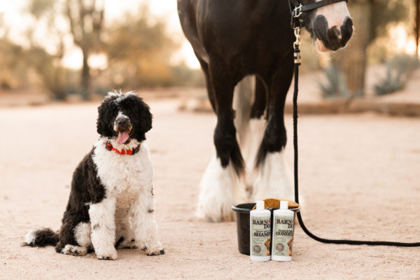 dog and horse with Barn Dog Shampoo and Conditioner by Equiderma