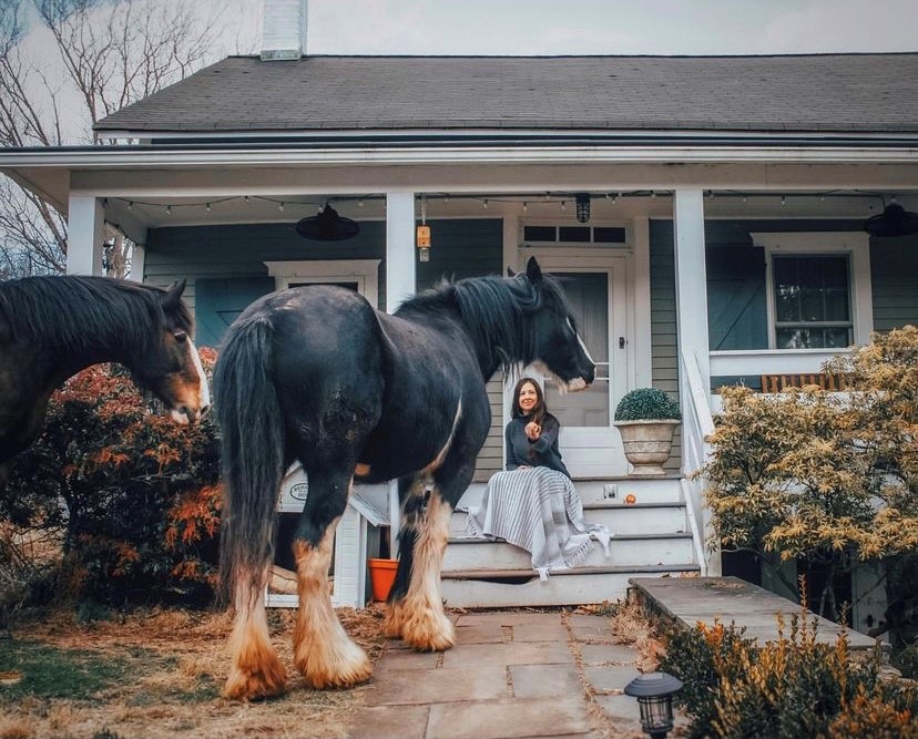 Clydesdale draft horses and homesteading