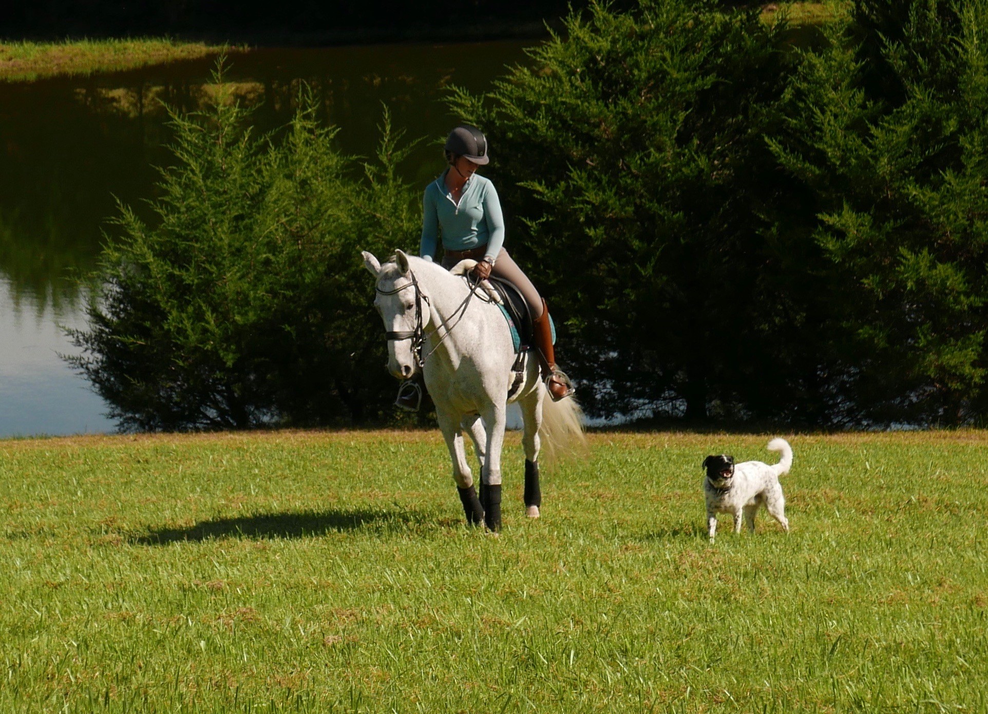 Equiderma Sponsored Rider Lisa Hellmer of LCH Equestrian near Ocala Florida