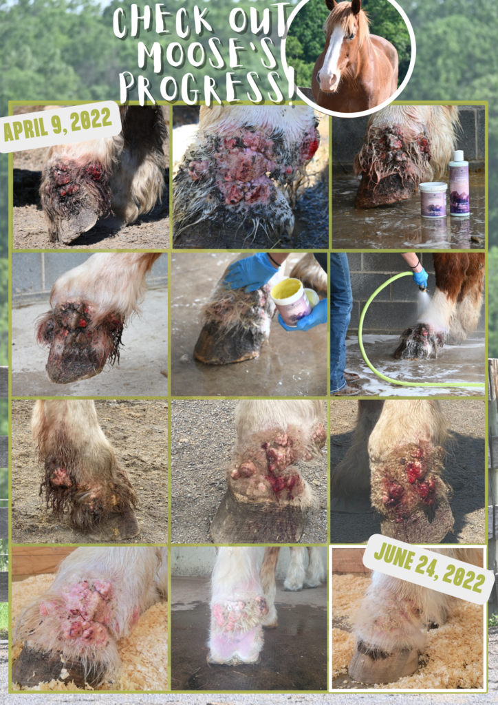 progress of a draft horse being treated with Equiderma products