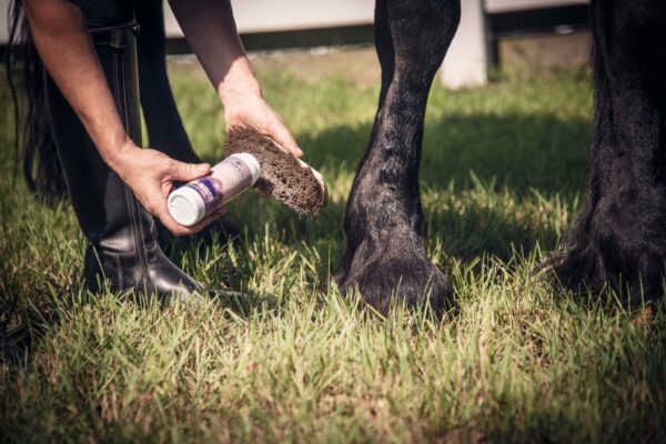 woman applying Equiderma Dry Shampoo to a horse